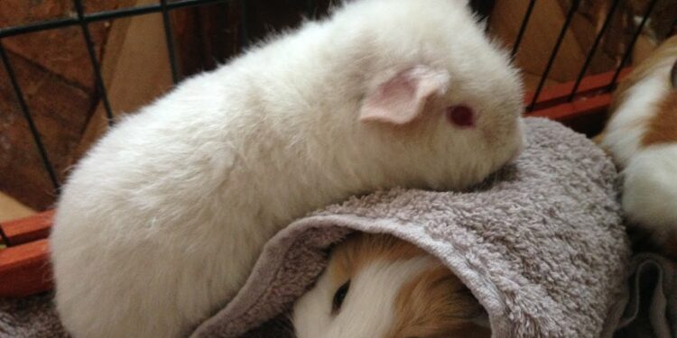 Pourquoi le nom de cochon d'Inde ?