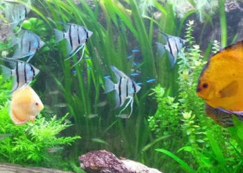 Pourquoi le pH descend ?