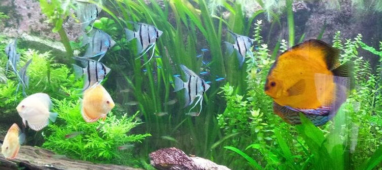 Pourquoi le pH descend ?