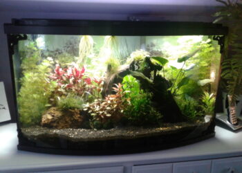 Pourquoi le pH est trop bas ?