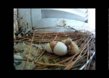 Pourquoi le pigeon abandonnent leurs œufs ?
