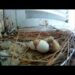 Pourquoi le pigeon abandonnent leurs œufs ?