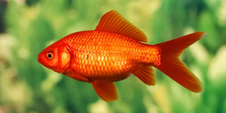 Pourquoi le poisson est un animal ?