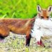 Pourquoi le renard crie dans la nuit ?