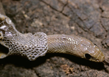 Pourquoi le serpent enlève sa peau ?