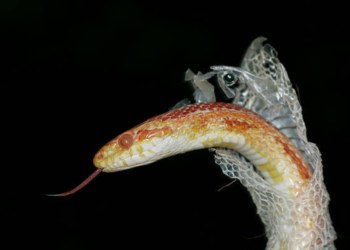 Pourquoi le serpent enlève sa peau ?