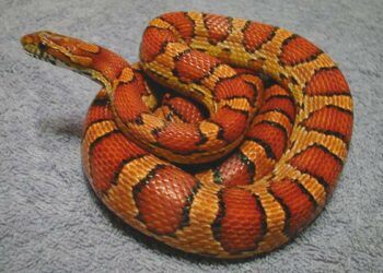 Pourquoi le serpent mord ?