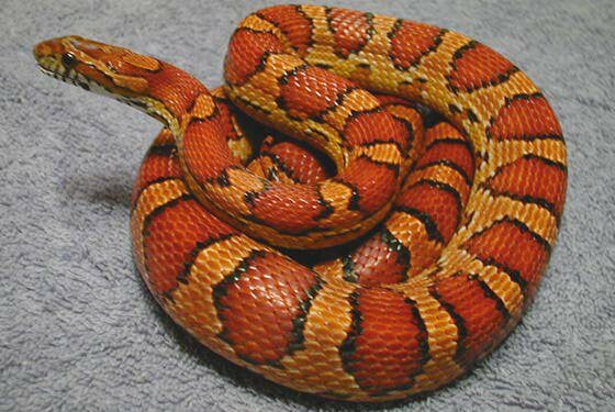 Pourquoi le serpent mord ?