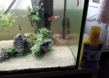 Pourquoi l'eau de l'aquarium est trouble ?