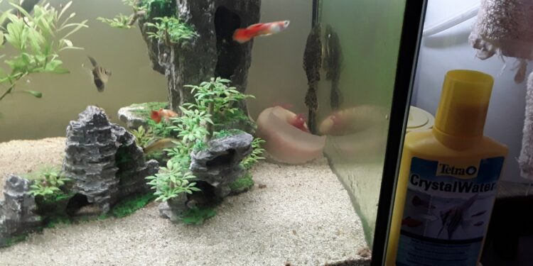 Pourquoi l'eau de l'aquarium est trouble ?