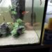 Pourquoi l'eau de l'aquarium est trouble ?