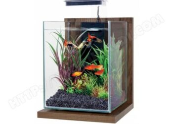 Pourquoi l'eau de l'aquarium est trouble ?