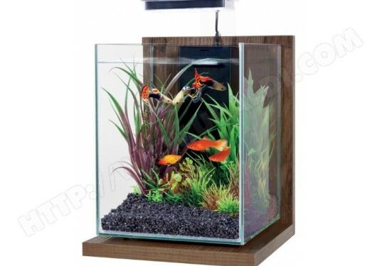 Pourquoi l'eau de l'aquarium est trouble ?