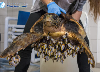 Pourquoi l'eau de ma tortue est trouble ?