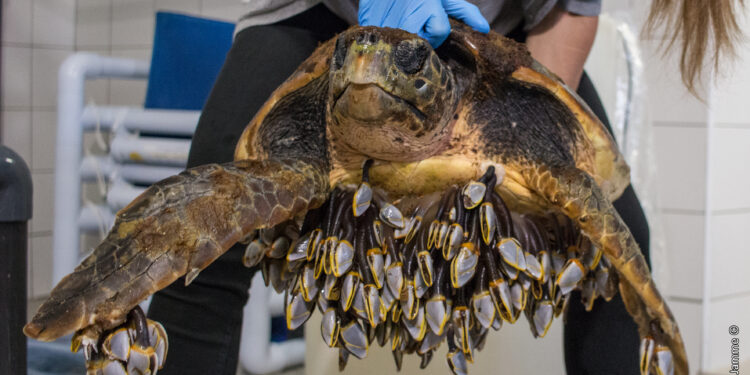 Pourquoi l'eau de ma tortue est trouble ?