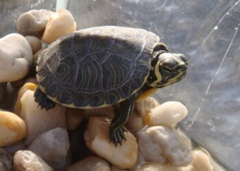 Pourquoi l'eau de ma tortue est trouble ?