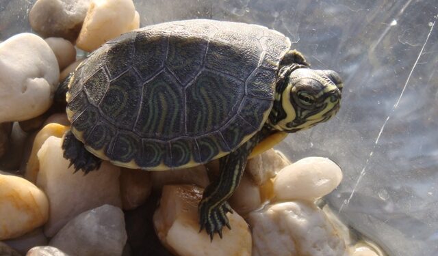 Pourquoi l'eau de ma tortue est trouble ?