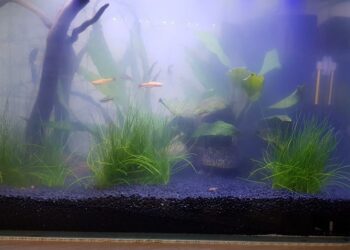 Pourquoi l'eau de mon aquarium devient opaque ?