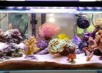 Pourquoi l'eau de mon aquarium est chaude ?