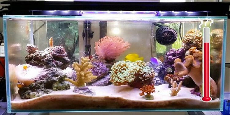 Pourquoi l'eau de mon aquarium est chaude ?