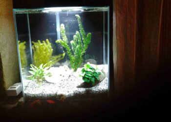 Pourquoi l'eau de mon aquarium est flou ?