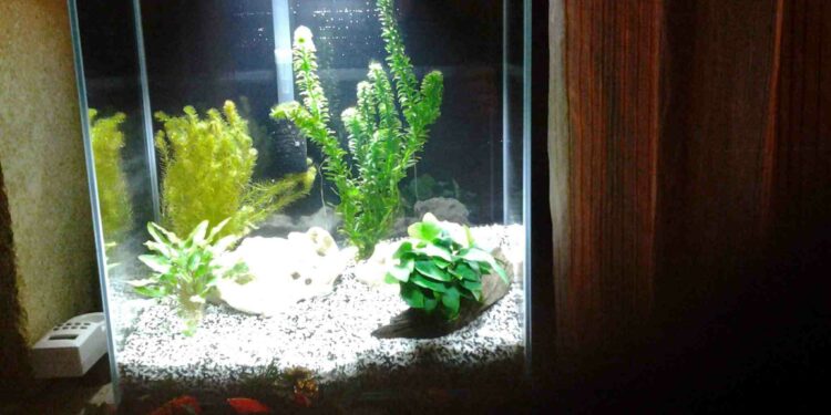 Pourquoi l'eau de mon aquarium est flou ?