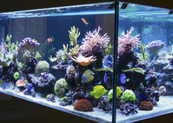 Pourquoi l'eau de mon aquarium est flou ?