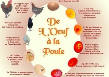 Pourquoi les 3 poules ne pondent plus ?