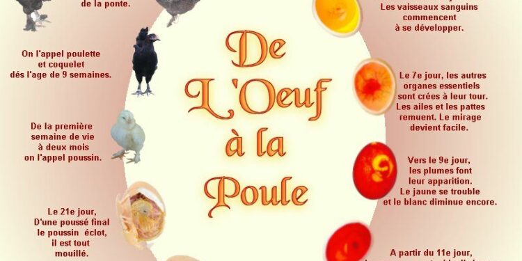 Pourquoi les 3 poules ne pondent plus ?
