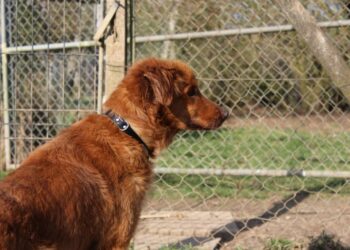 Pourquoi les animaleries ne vendent plus d'animaux ?