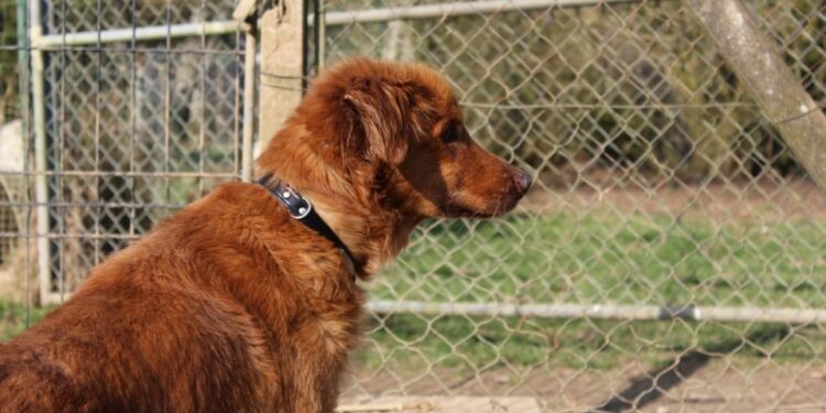 Pourquoi les animaleries ne vendent plus d'animaux ?