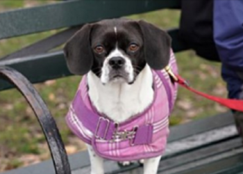 Pourquoi les animaux aiment la javel ?