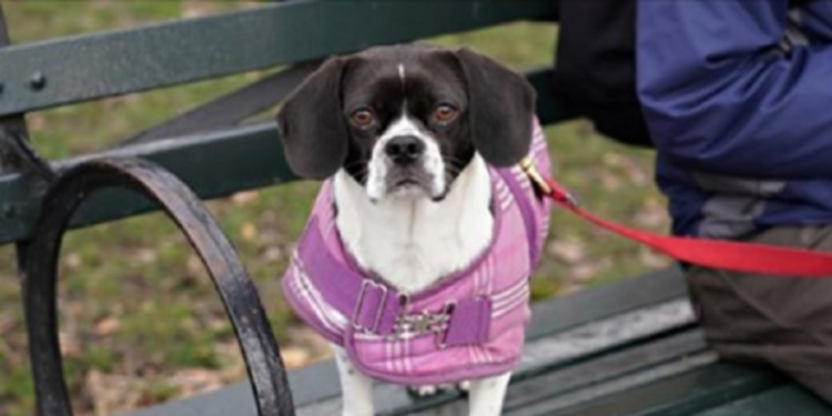 Pourquoi les animaux aiment la javel ?