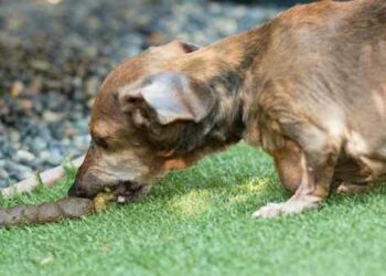 Pourquoi les animaux mangent leurs excréments ?