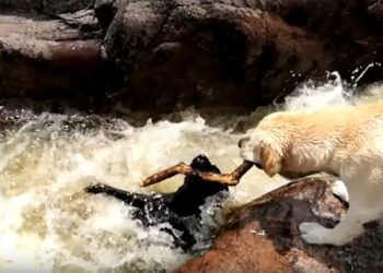 Pourquoi les animaux ne se noient pas ?