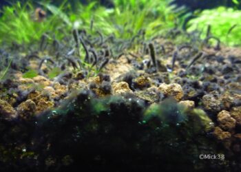 Pourquoi les cailloux de mon aquarium verdissent ?