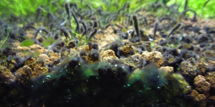Pourquoi les cailloux de mon aquarium verdissent ?