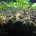 Pourquoi les cailloux de mon aquarium verdissent ?