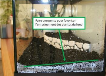Pourquoi les cailloux de mon aquarium verdissent ?