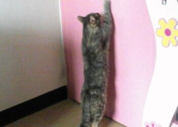 Pourquoi les chats attendent devant la porte ?