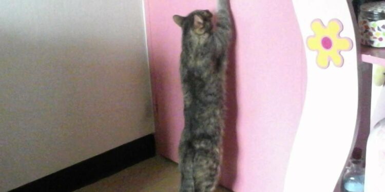 Pourquoi les chats attendent devant la porte ?