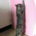 Pourquoi les chats attendent devant la porte ?