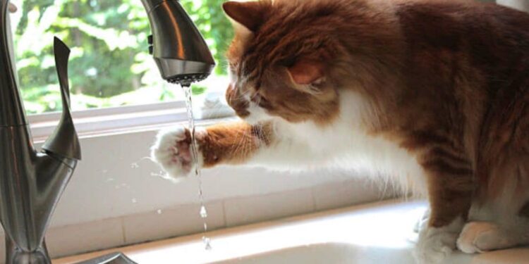 Pourquoi les chats deviennent fous le soir ?