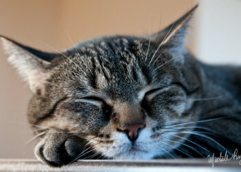 Pourquoi les chats font des câlins la nuit ?