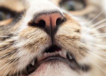 Pourquoi les chats n'aiment pas l'odeur de la clémentine ?