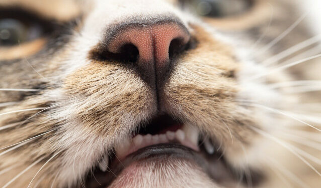 Pourquoi les chats n'aiment pas l'odeur de la clémentine ?