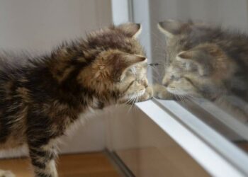 Pourquoi les chats ne supportent pas les portes fermées ?