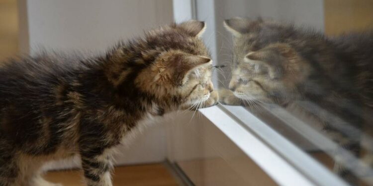 Pourquoi les chats ne supportent pas les portes fermées ?