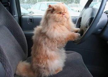 Pourquoi les chats ont peur en voiture ?