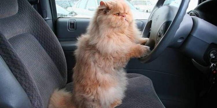 Pourquoi les chats ont peur en voiture ?